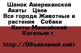 Шенок Американской Акиты › Цена ­ 35 000 - Все города Животные и растения » Собаки   . Ханты-Мансийский,Когалым г.